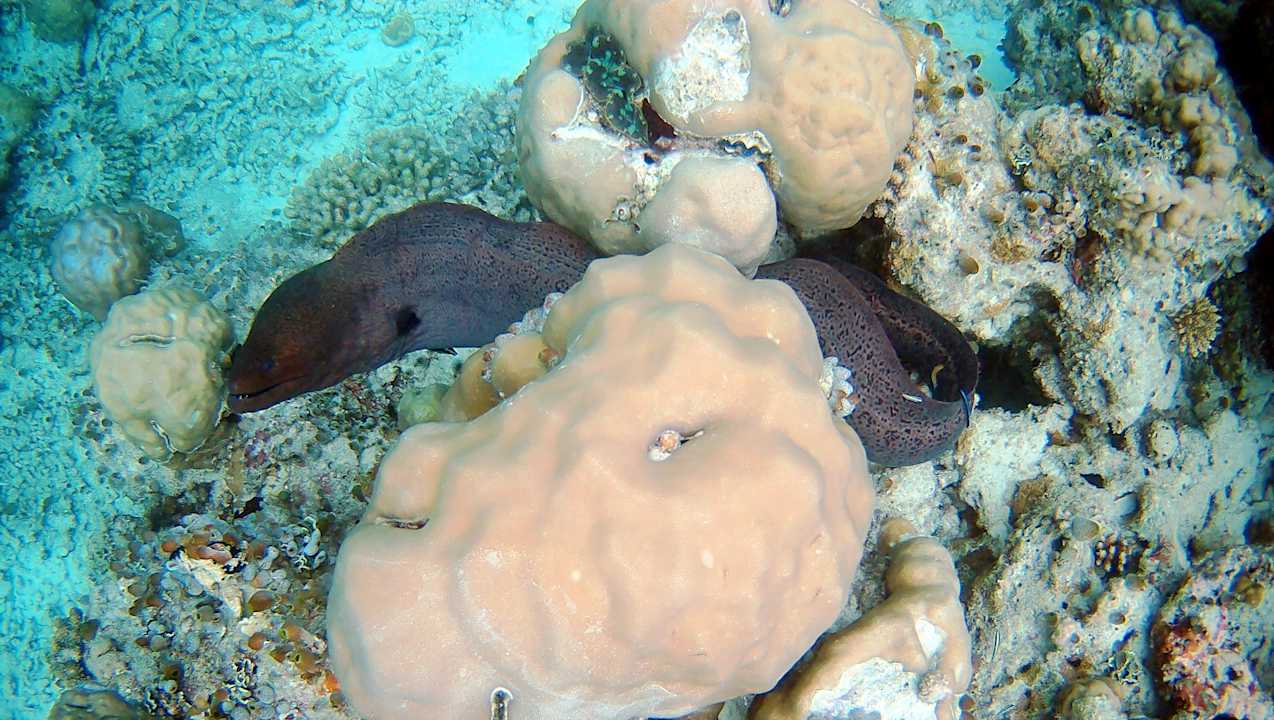 Sonstiges Vilamendhoo Island Resort & Spa