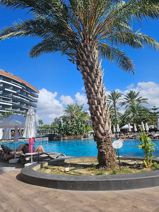 Pool Calyptus Kirman Premium