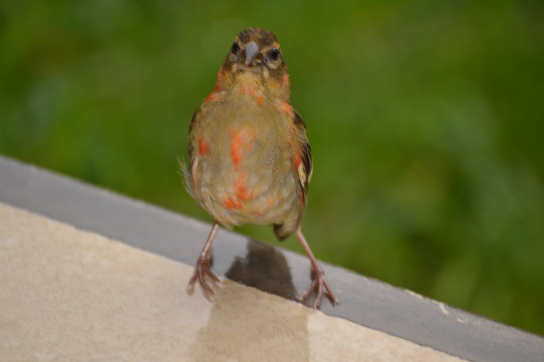 Neugieriger Vogel auf der Terrasse The Coco de Mer Hotel & Black Parrot Suites
