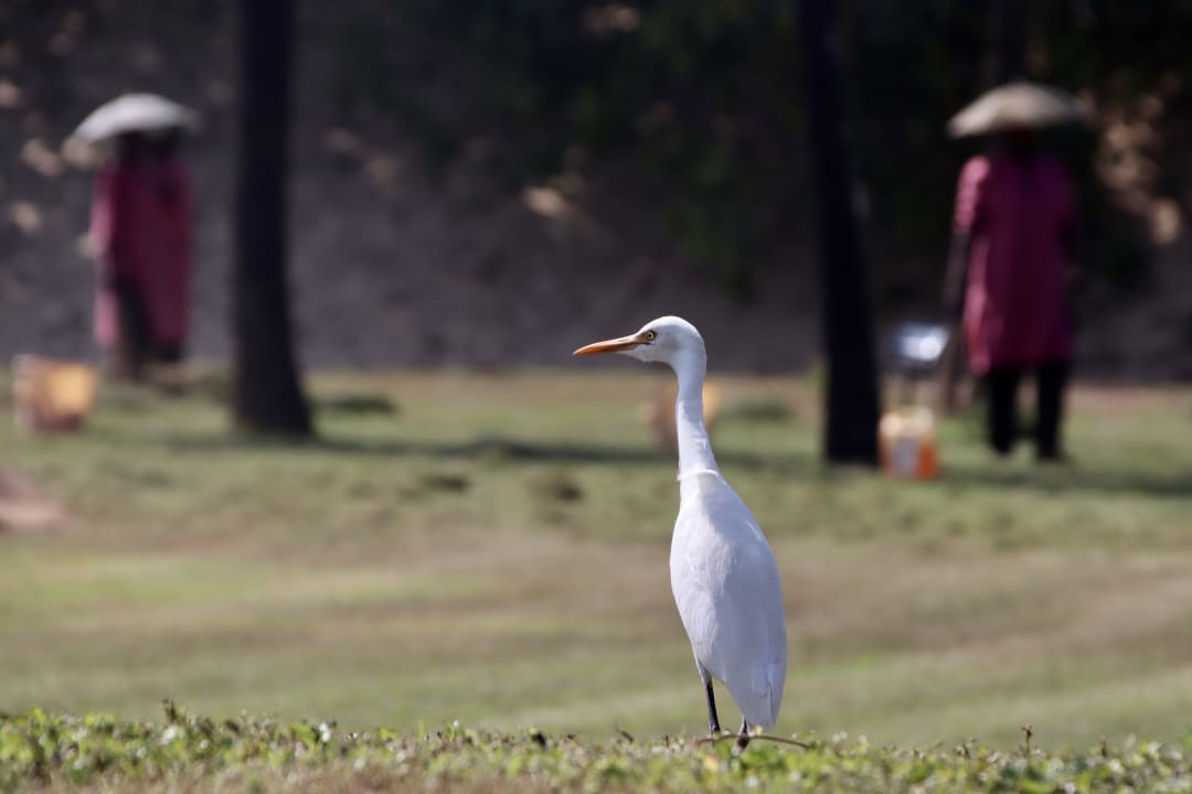 Sonstiges The Zuri White Sands, Resort & Casino