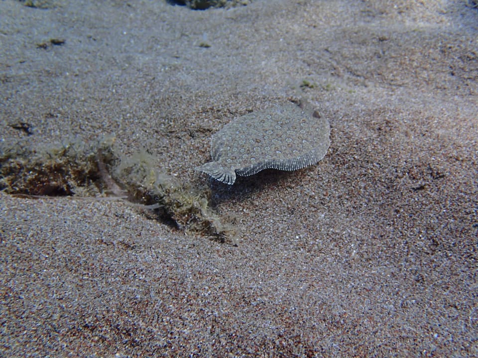 Unterwasser Atlantica Plimmiri