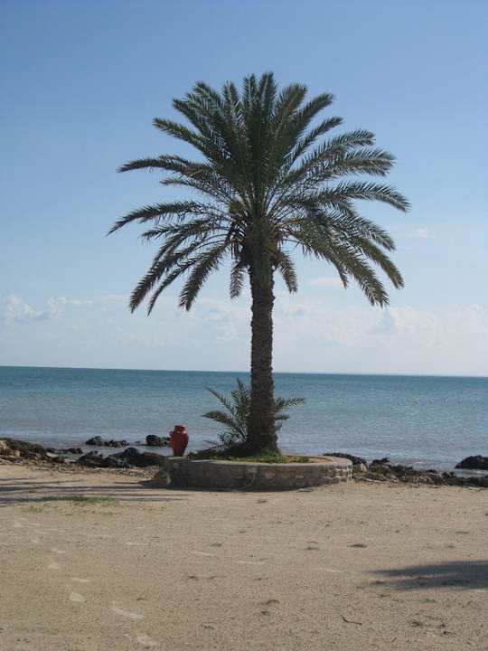 Palme am Strand Hotel El Mouradi Djerba Menzel
