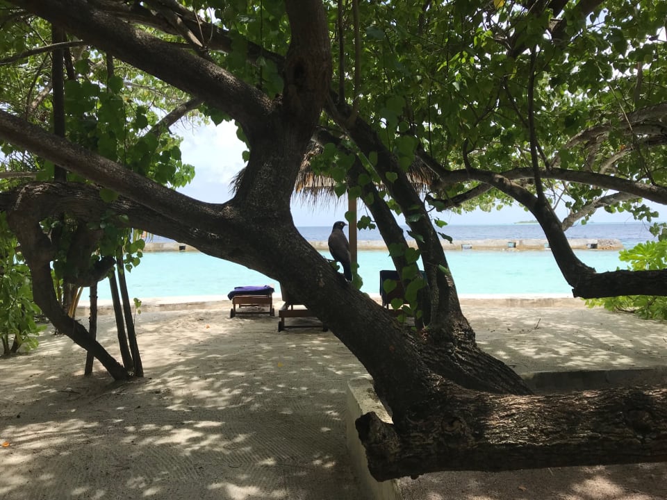 Strand Ellaidhoo Maldives by Cinnamon