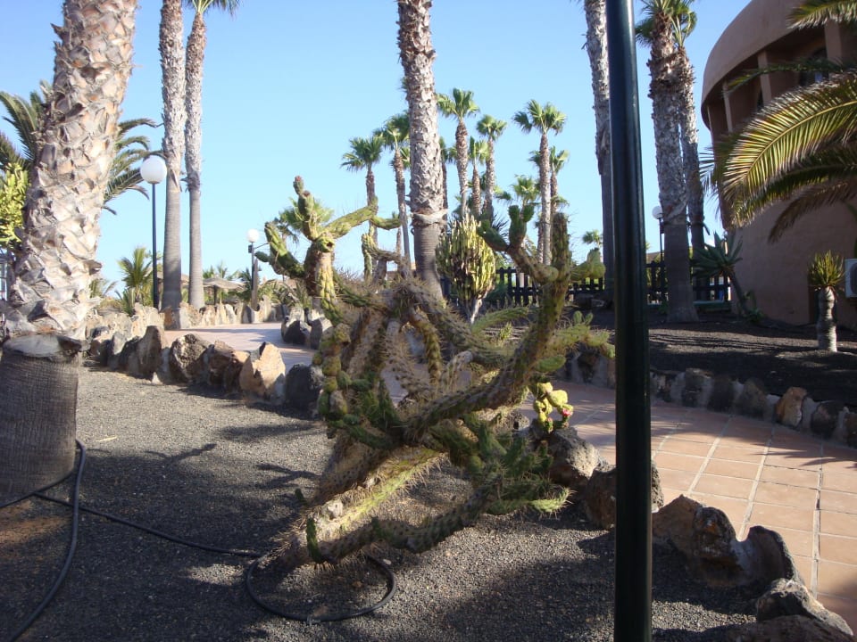 Garten Hotel Oasis Dunas