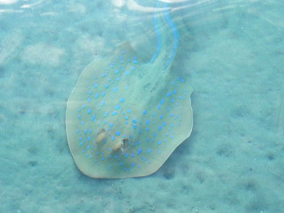 Strand Cleopatra Luxury Resort Makadi Bay