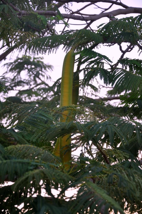 Bäume im Garten Cleopatra Luxury Resort Makadi Bay