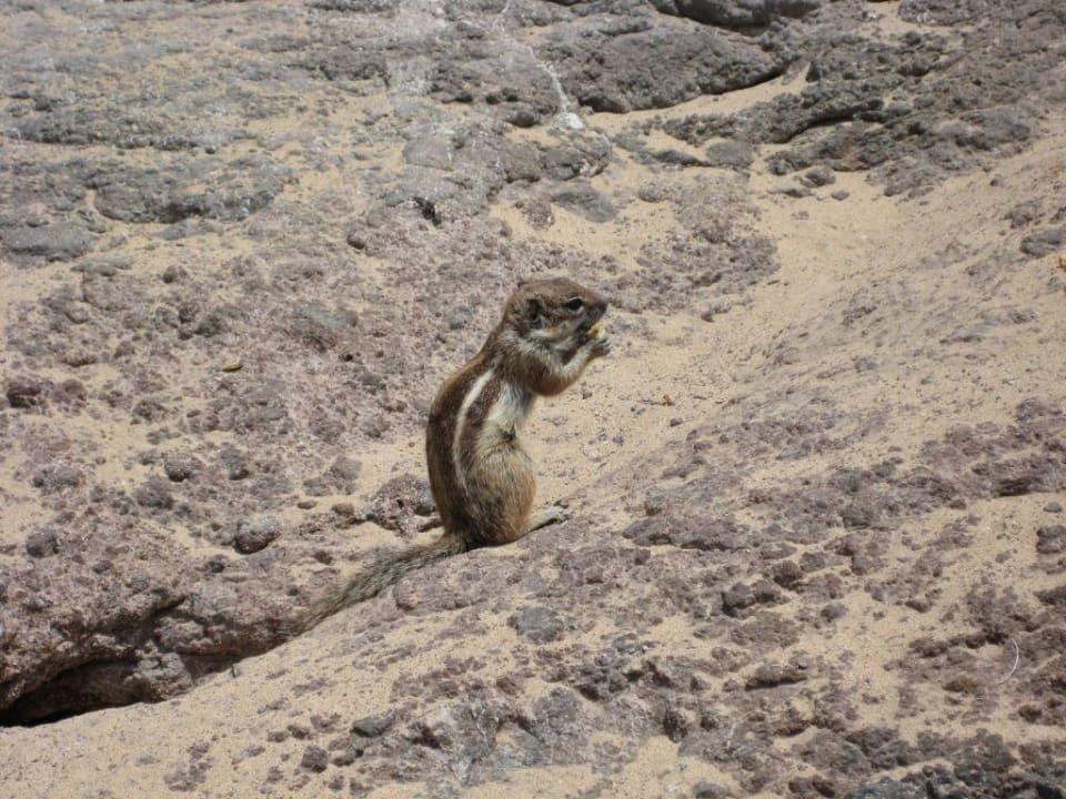 Streifenhörnchen SBH Monica Beach Resort