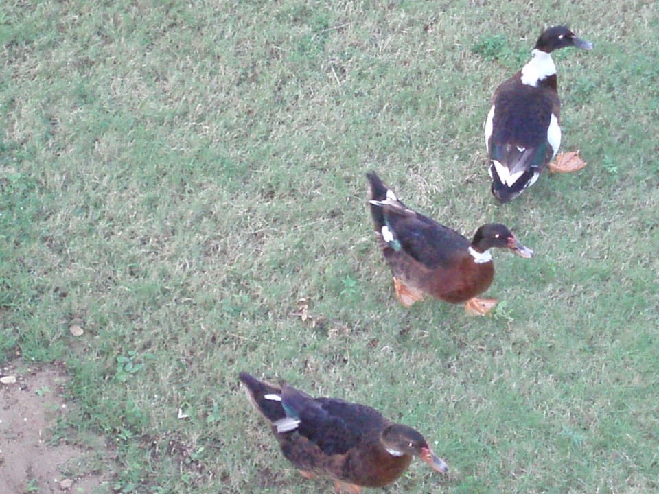 Unser täglicher Besuch Grand Palladium Punta Cana Resort & Spa