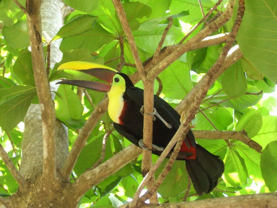 Im Privatzoo Finca El Mirador