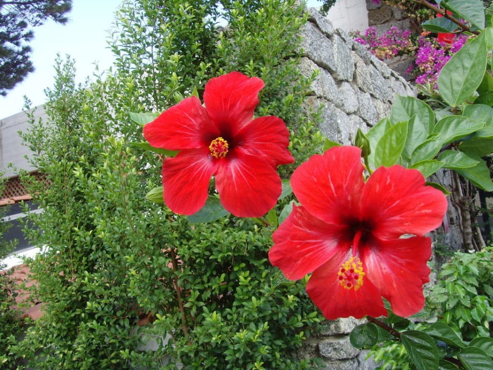 Wunderschöne Blüten in der Hotelanlage Aldiana Club Rocca Nettuno Calabria