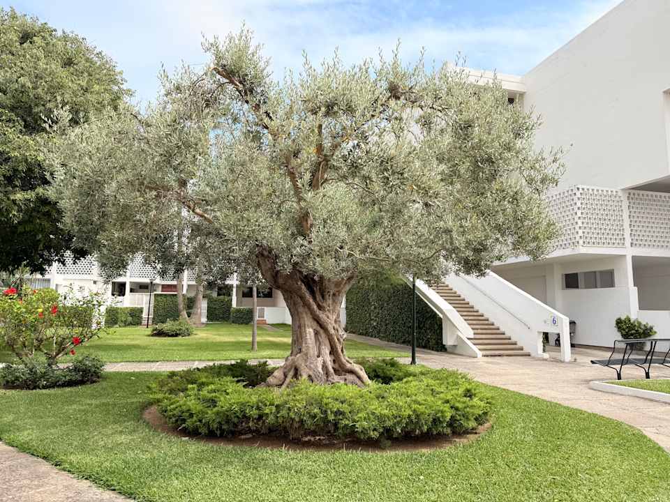 Gartenanlage Iberostar Waves Ciudad Blanca