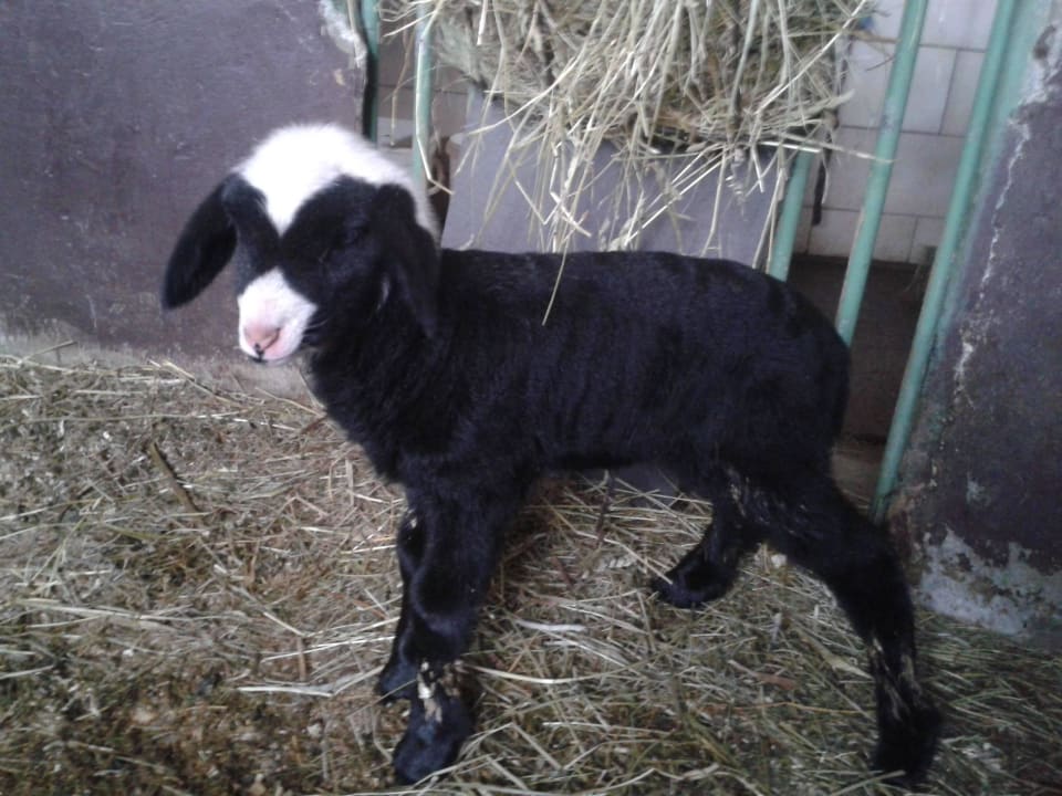 Maja - Nachwuchs am Zittrauerhof Comfort-Farm Zittrauerhof
