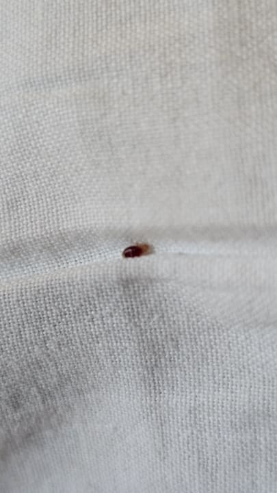 Zimmer BLUESEA Complejo Puerto Resort (Canarife y Bonanza Palace))