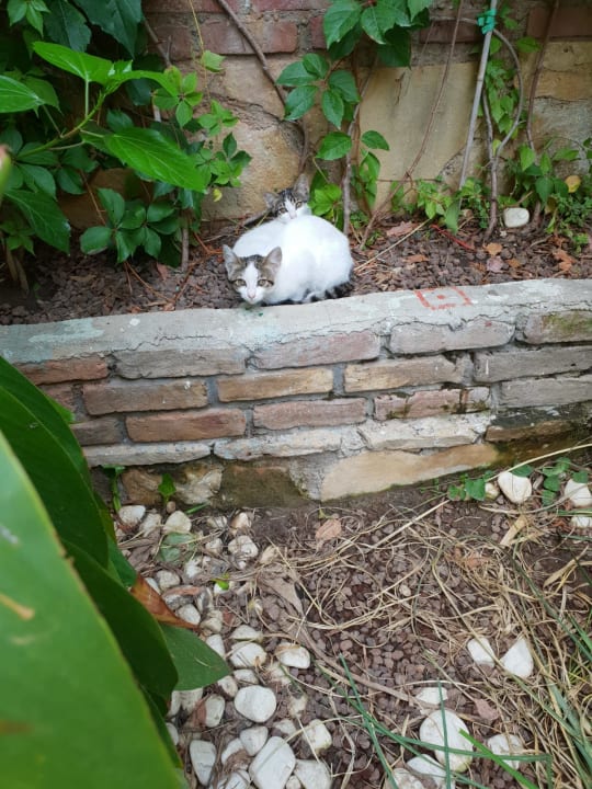 Sonstiges Hotel Gardenia Beach