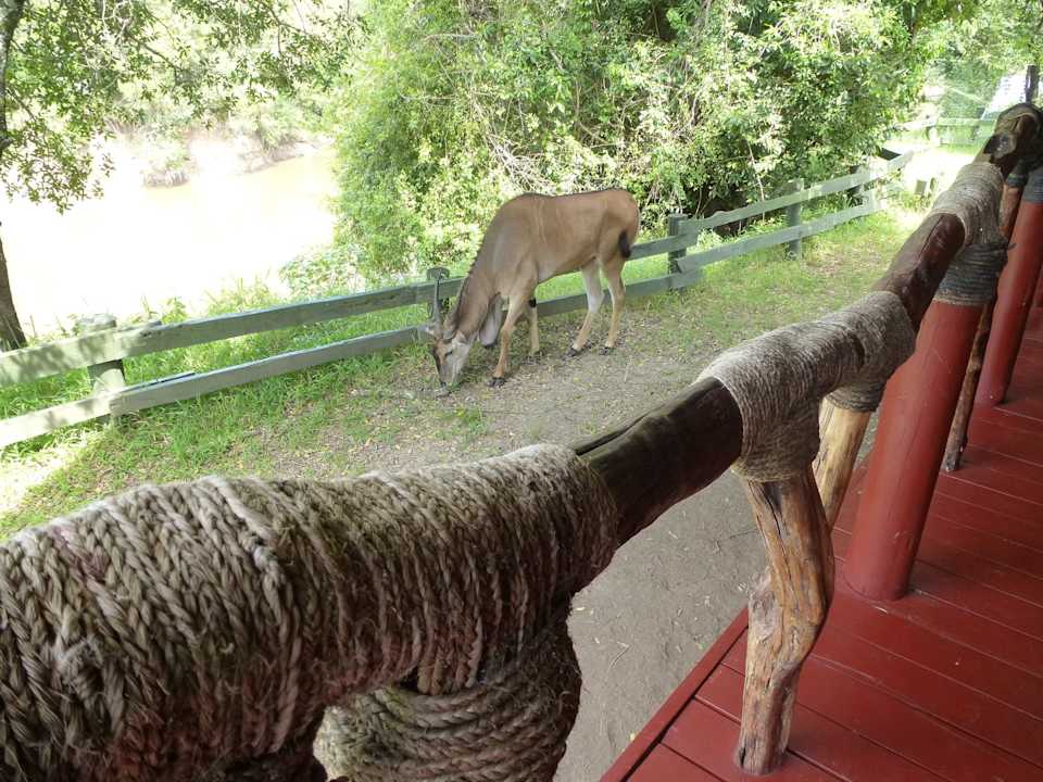 Blick von der Veranda Royal Mara Safari Lodge