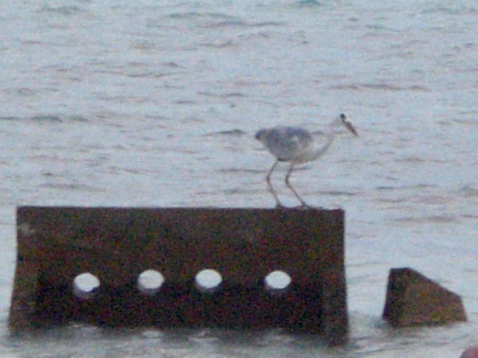 Betonmauer als Wellenbrecher Vilamendhoo Island Resort & Spa
