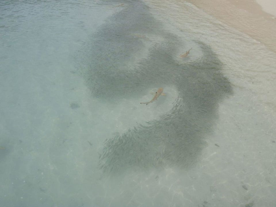 Haie am Strand Kuramathi Maldives