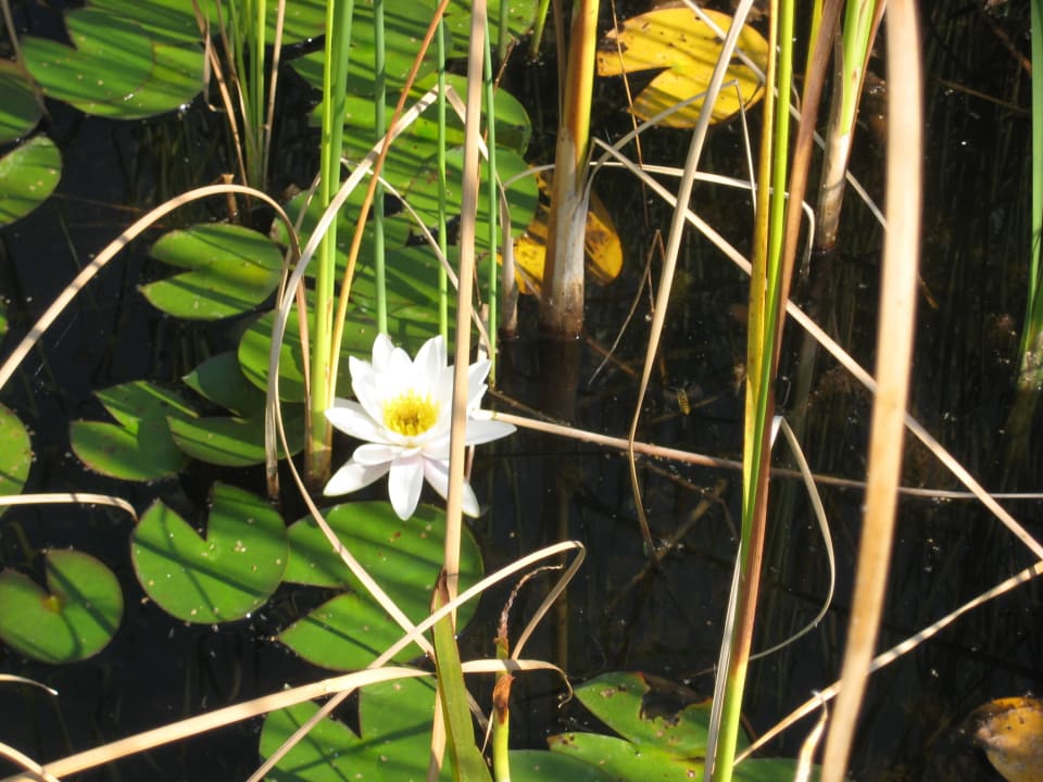 Seerosenteich Panoramahotel Am Sonnenhang