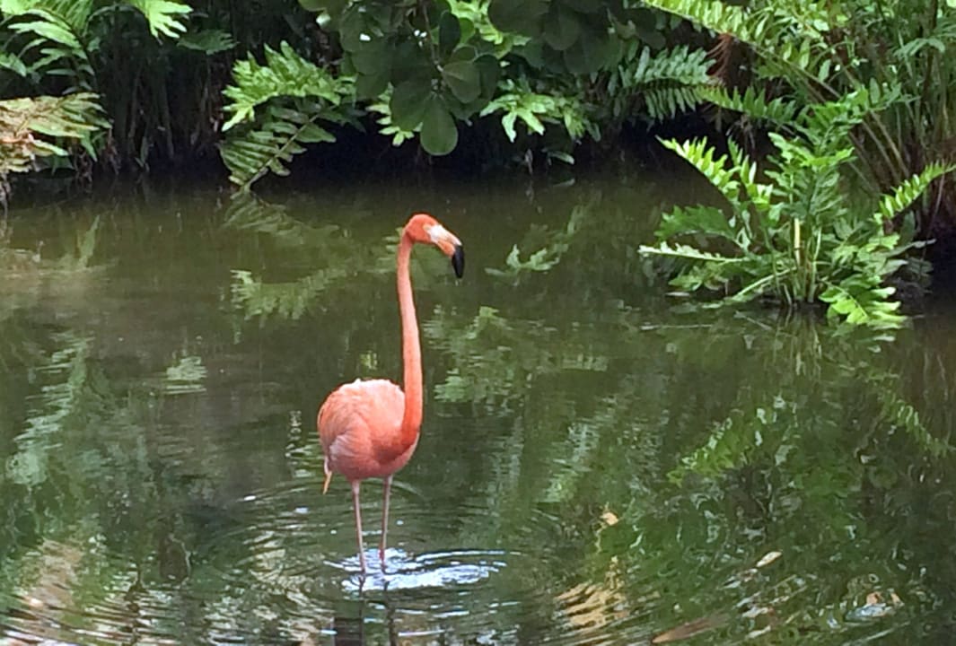 Обетатель отеля Hotel Viva Dominicus Palace by Wyndham-All Inclusive Resort