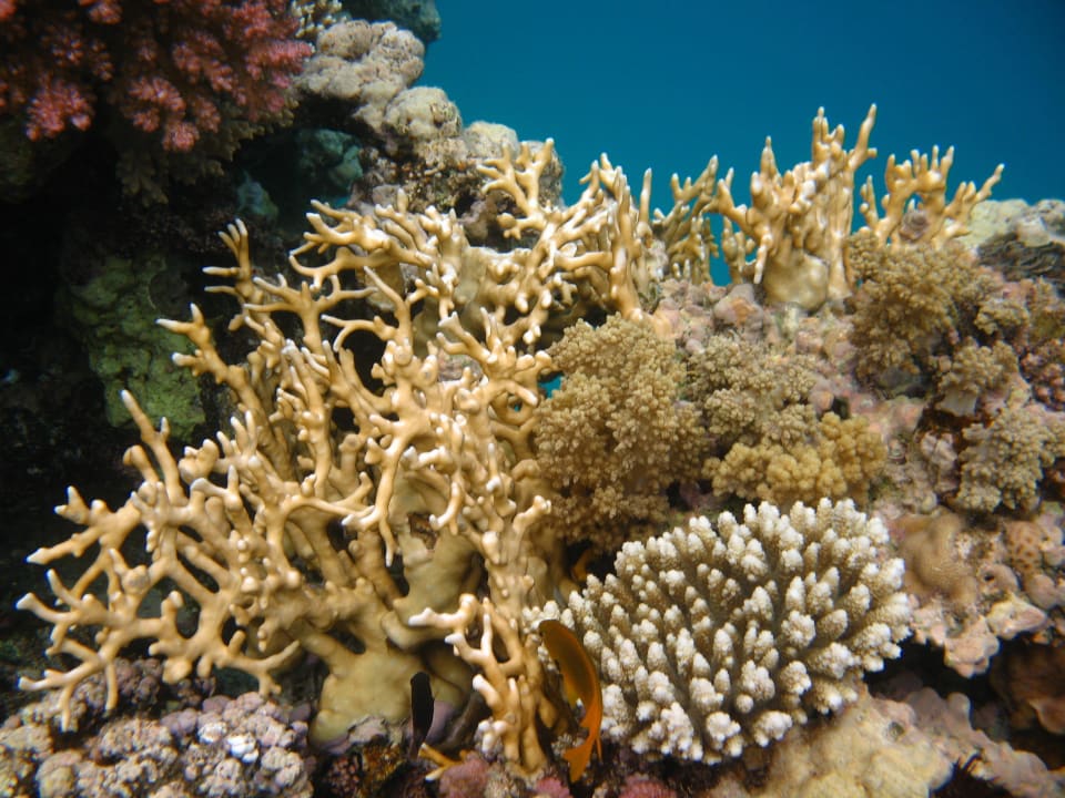 53 Stella Beach Resort & Spa Makadi Bay