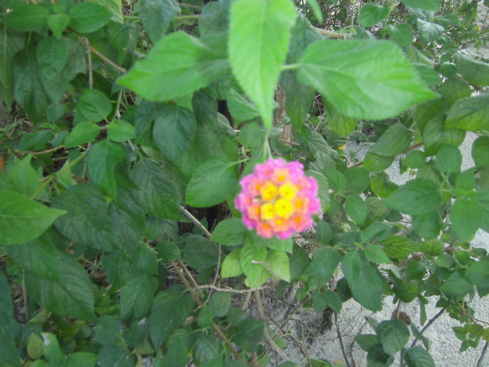 Wandelröschen Kuredu Island Resort & Spa