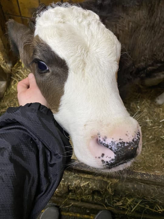Sonstiges Ferienhof Kastanienhof Eschach