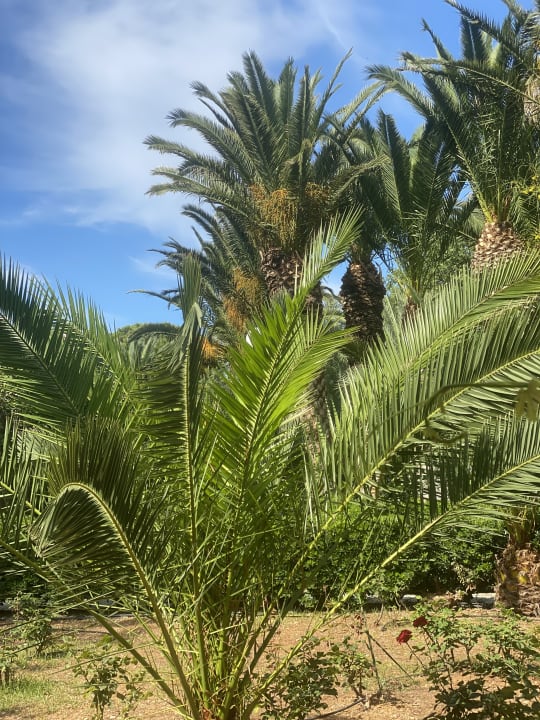 Gartenanlage Apollonia Beach Resort & Spa