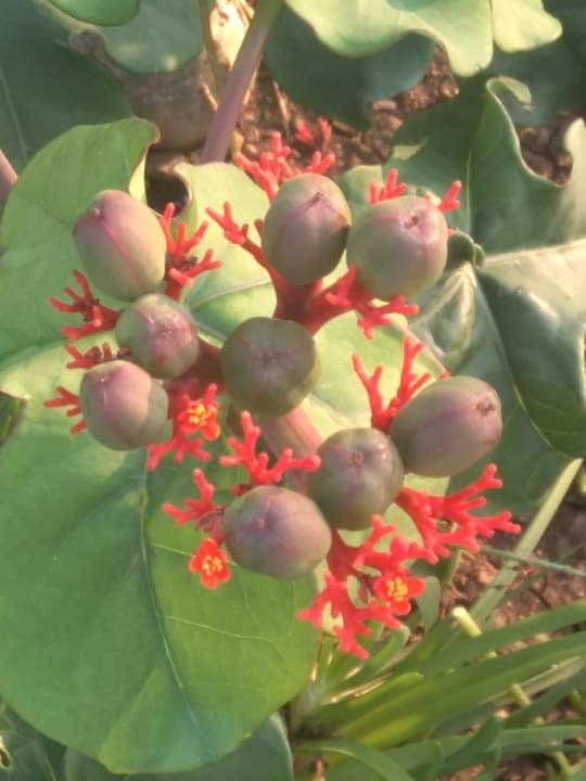 Gartenanlage Hotel Zulu Nyala Game Lodge