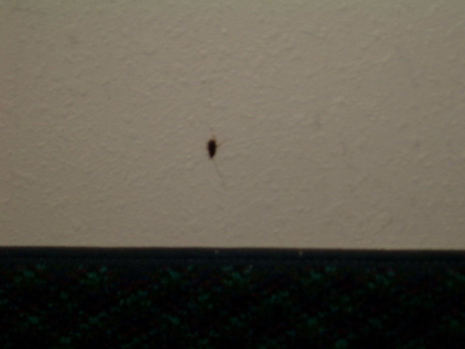 Kakerlaken im Zimmer Days Inn by Wyndham Orlando Conv. Center/International Dr