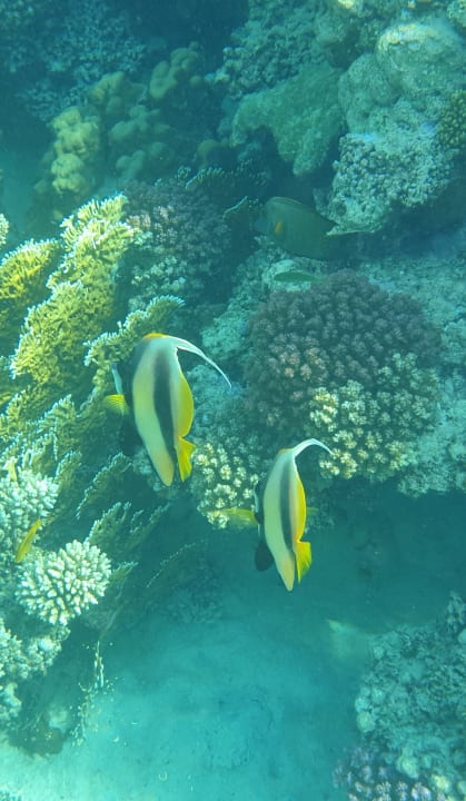 Sport & Freizeit Mövenpick Resort El Quseir