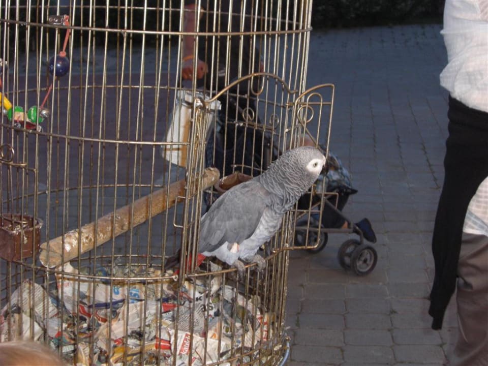 Miau Papagei Hotel Orfeus Park