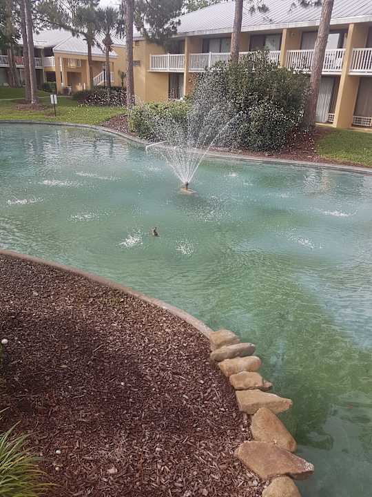 Gartenanlage Wyndham Orlando Resort International Drive