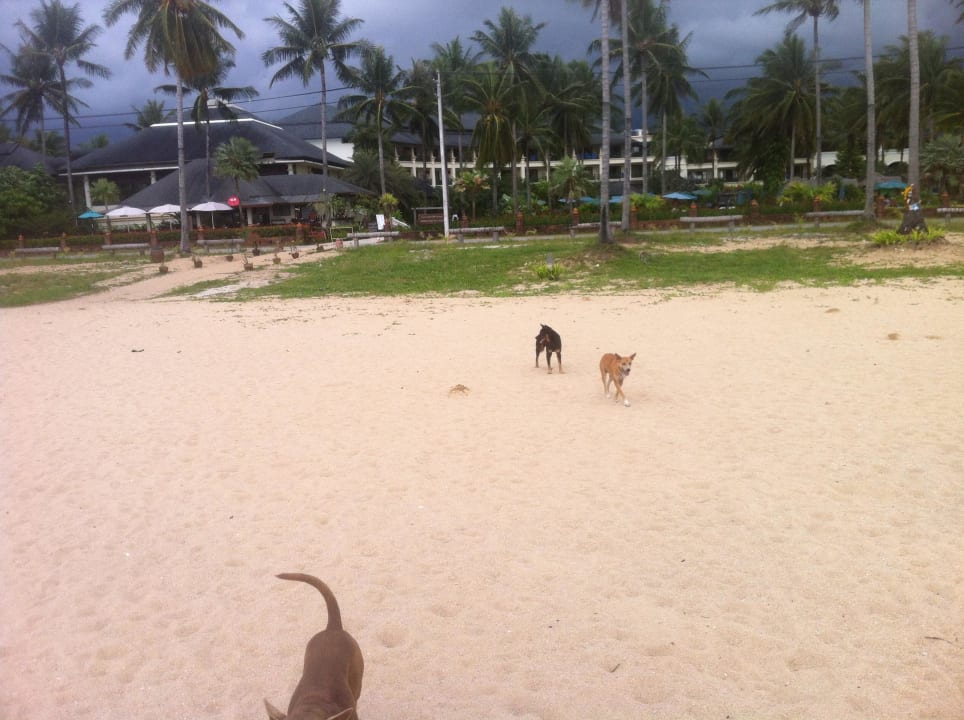 Wilde Hunde am Strand aber die sind ganz brav  Khaolak Orchid Beach Resort