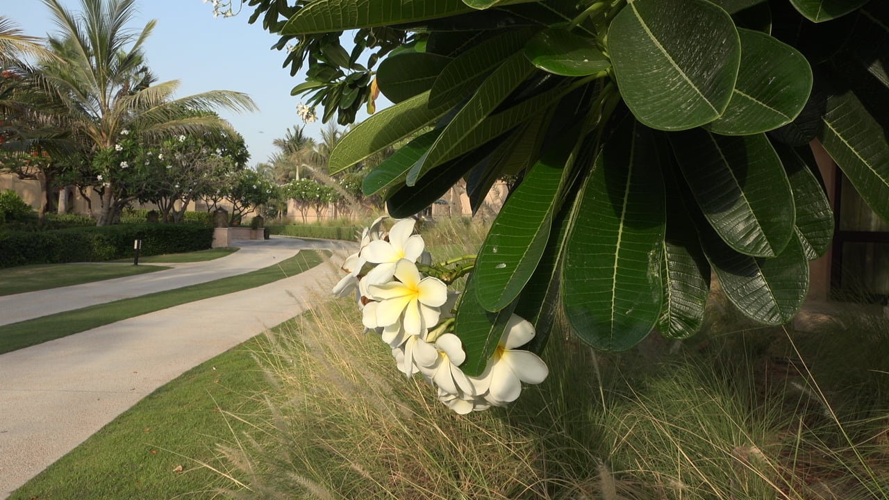 Gartenanlage Hotel One&Only The Palm