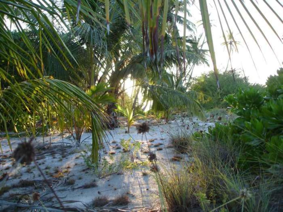 Vegetation Nordseite Kuredu Island Resort & Spa