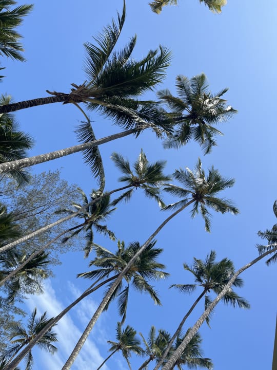 Gartenanlage TUI Blue Bahari Zanzibar