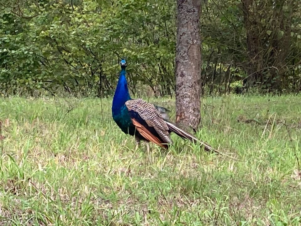 Gartenanlage Center Parcs Le Lac d'Ailette