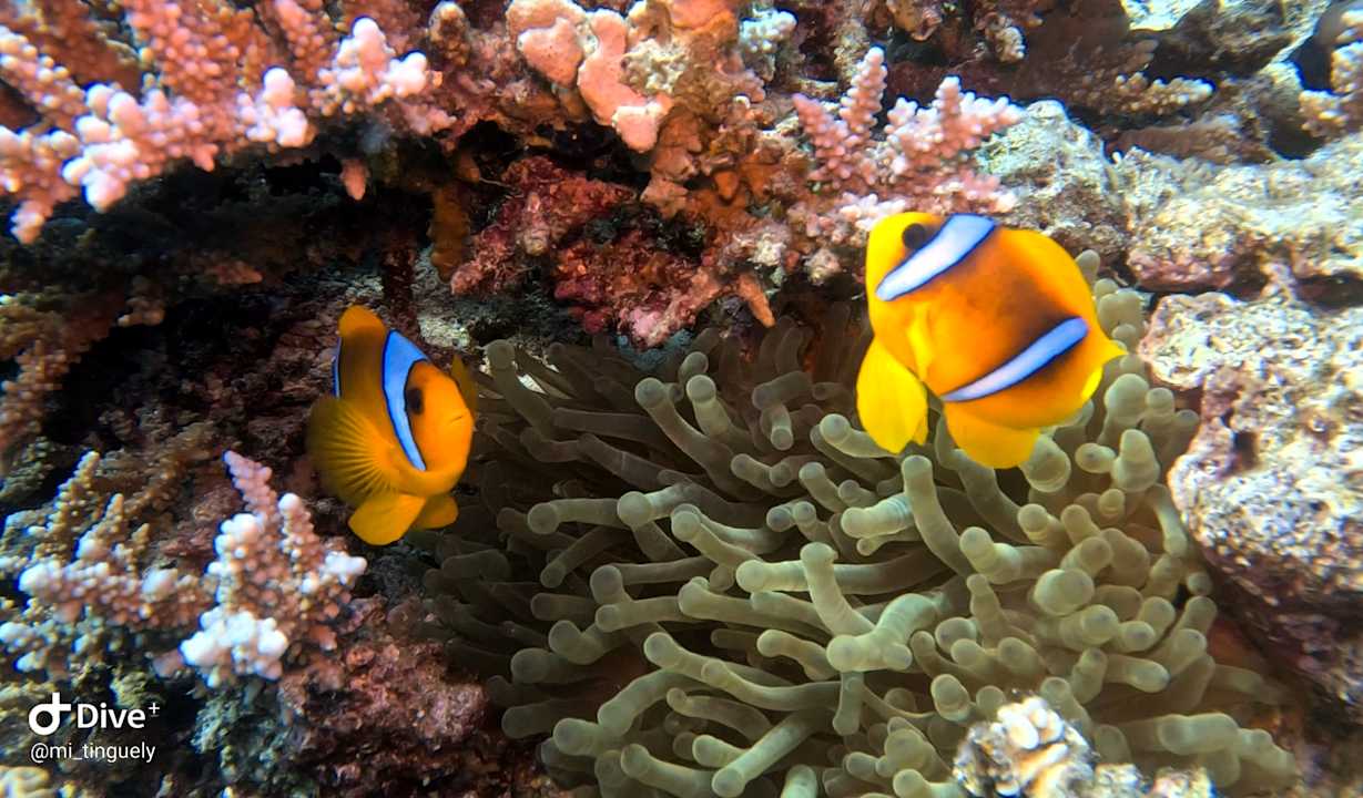 Sport & Freizeit Serenity Alma Heights