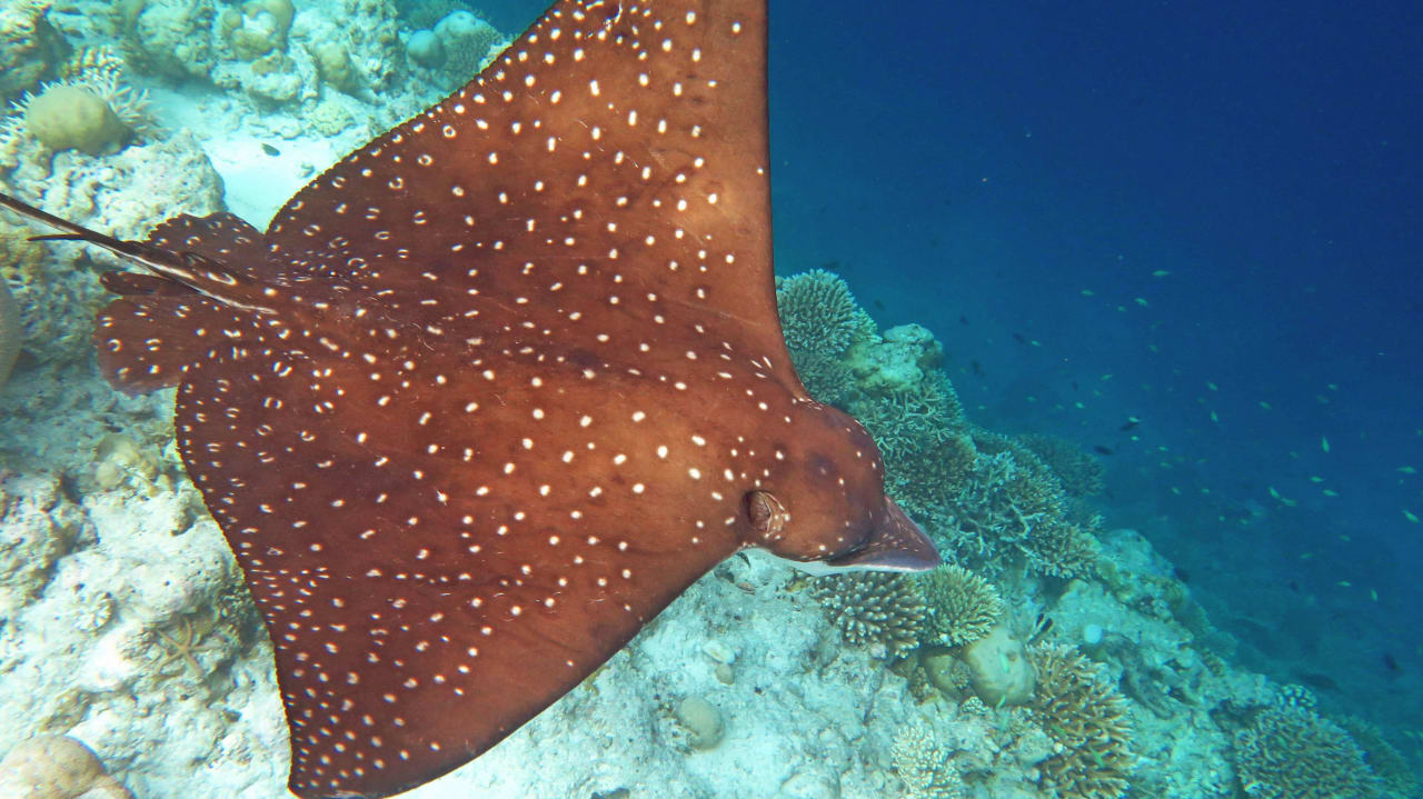 Schnocheln am Hausriff  Adlerrochen Safari Island Maldives