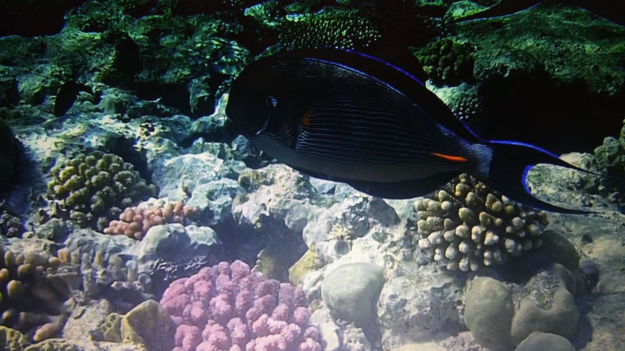 Hausriff Makadi Spa - Adults only