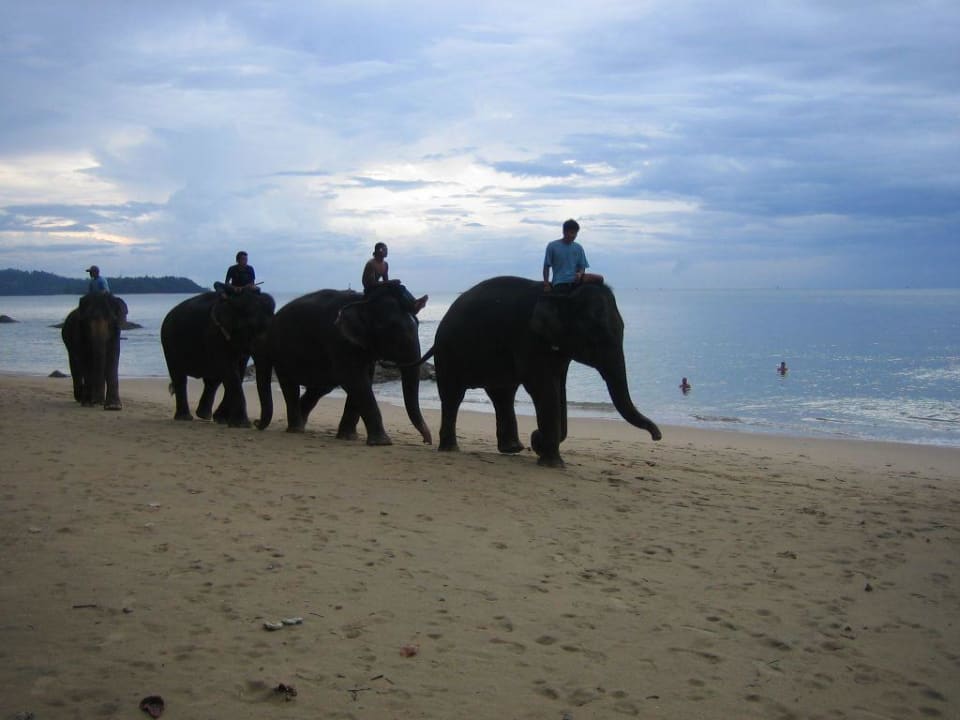 Elefanten am Strand Khao Lak Merlin Resort