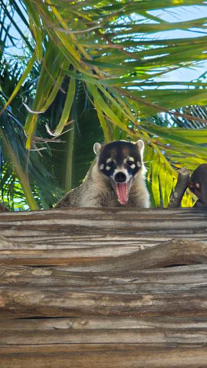 Strand Catalonia Playa Maroma