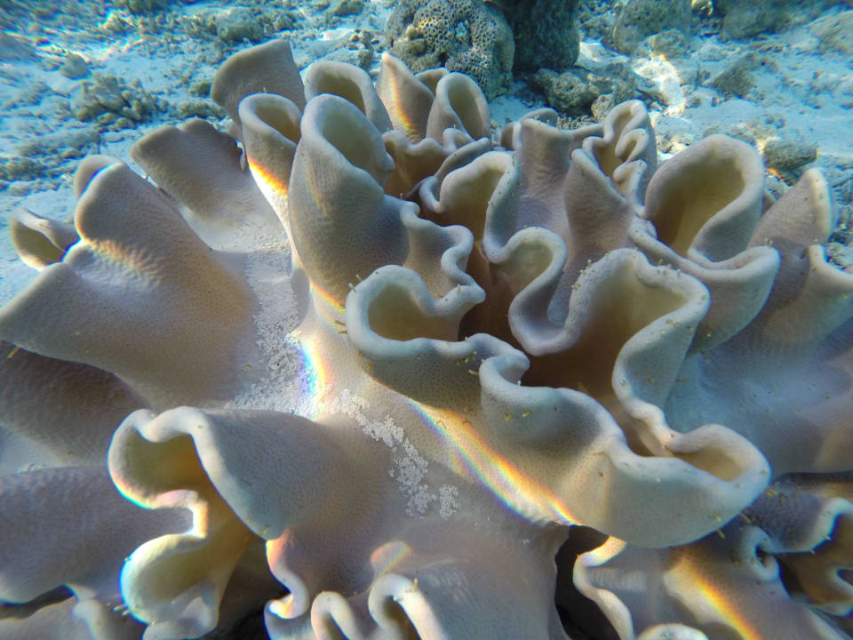 Schnorcheln Vilamendhoo Island Resort & Spa