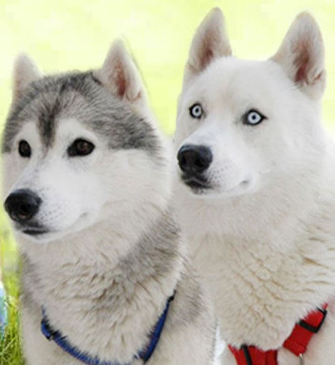 Alpen Hotel Corona Sport & Wellness Alpen Hotel Corona