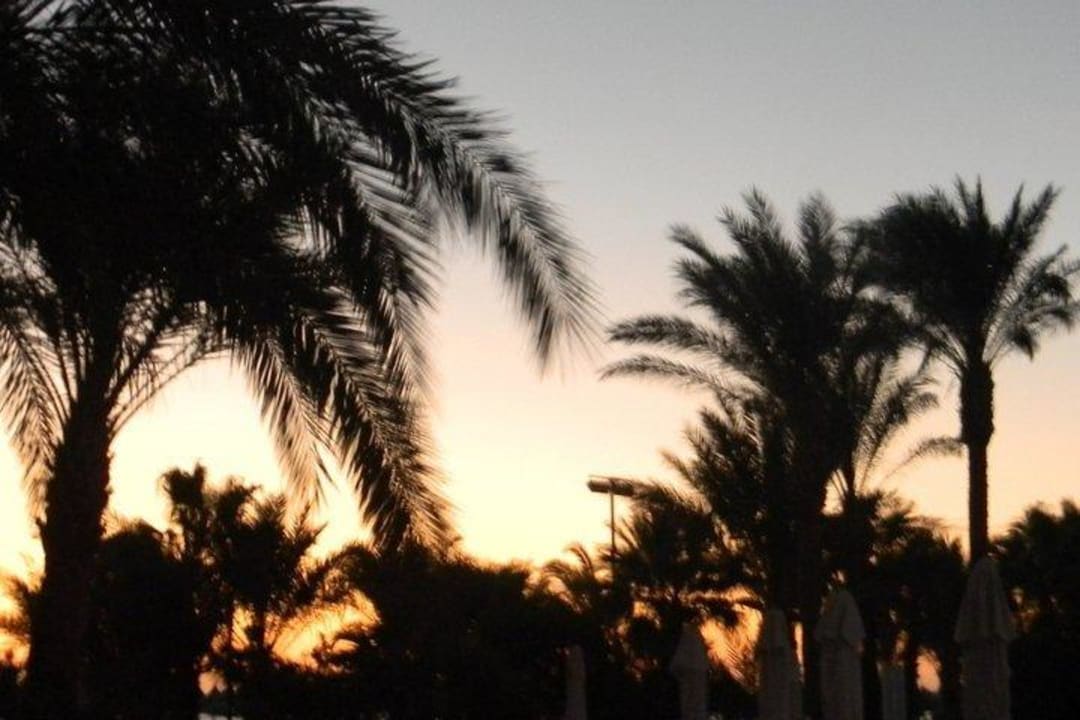 Palmen am Strand! The Grand Hotel Hurghada