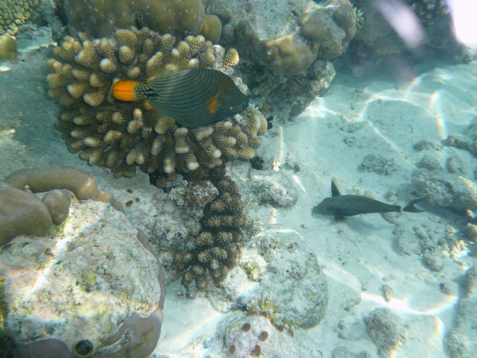 Drücker-Fisch Fihalhohi Maldives