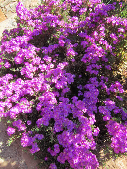 Blumen Hotel Serita Beach