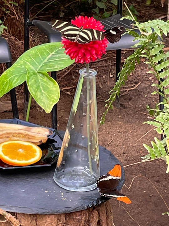 Gartenanlage Hotel Zur Heidschnucke