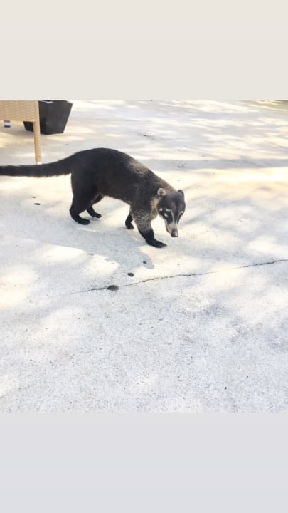 Sonstiges Iberostar Selection Paraiso Lindo