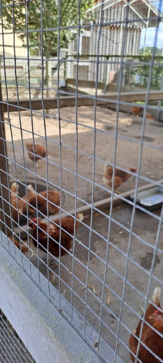 Sport & Freizeit Urlaub am Regen - Ferienhof Dirnberger